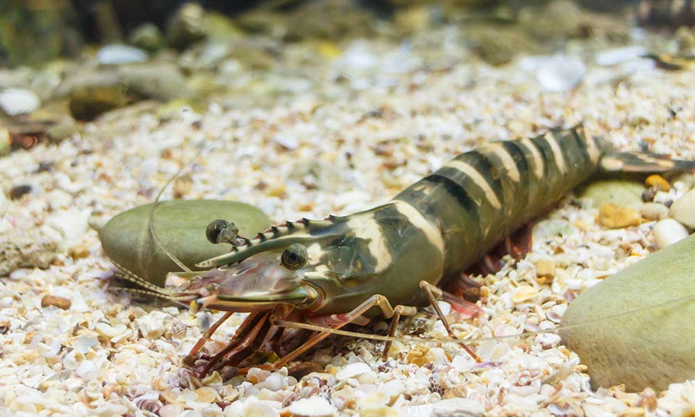 Prawns travel in 'schools' and communicate with one another using snapping, clicking sounds. Some species have been known to form mutually beneficial relationships with other sea animals. Studies have found that prawns are able to innovate and solve problems to get food.