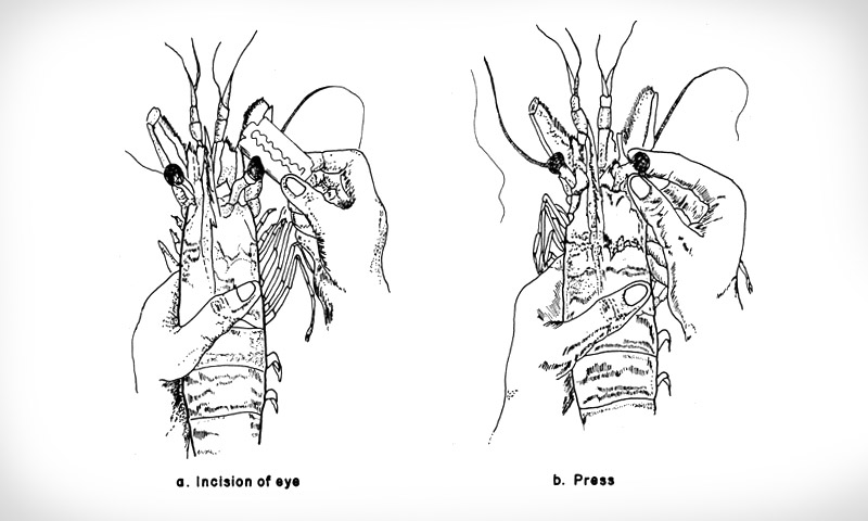 Eyestalk ablation illustration from the Food and Agriculture Organisation of the United Nations' Shrimp Hatchery manual.