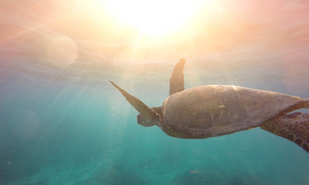 Thousands of turtles and other animals suffer and die in prawn trawling nets every year.  Photo: Jeremy Bishop/Unsplash.