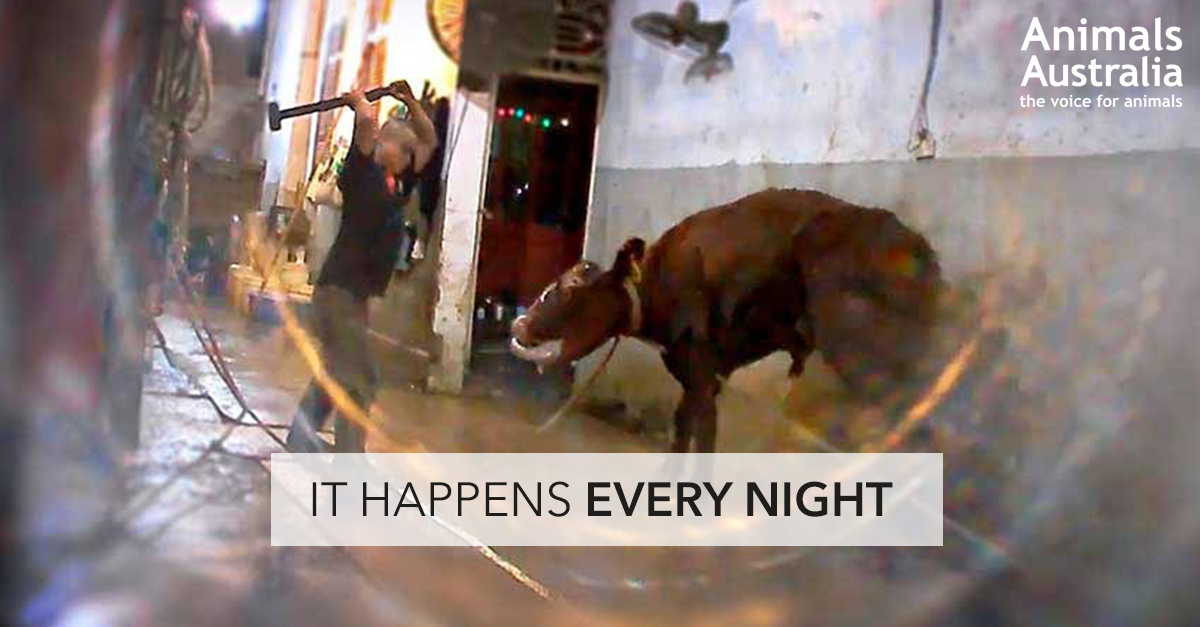 Stop animals being sledgehammered in live export! Stop animals being sledgehammered in live export!