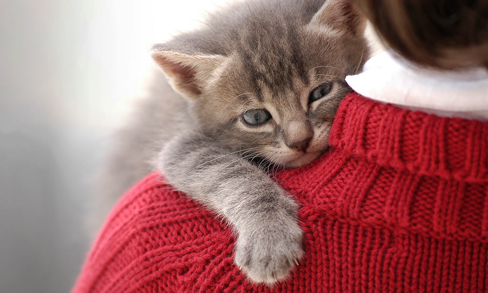 Open your heart and home to an animal in need.