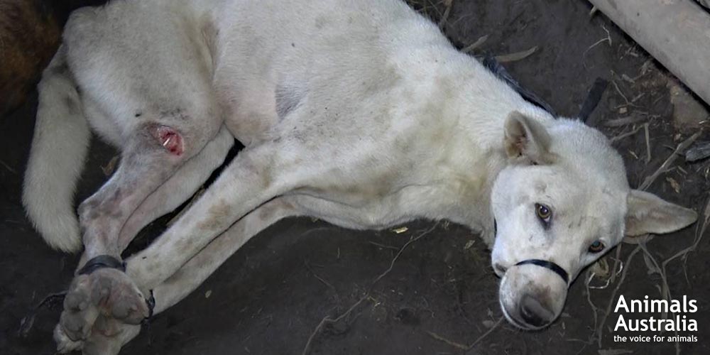Bali dog meat investigation - The suffering of dogs as they await slaughter is extreme.