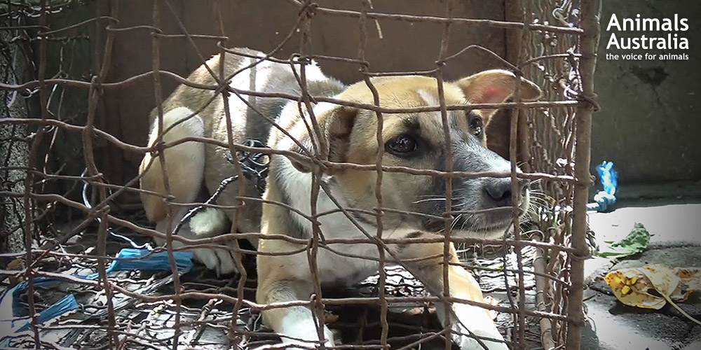Thanks to compassionate people all around the world taking action, cages like this one will never again hold a frightened dog awaiting slaughter.