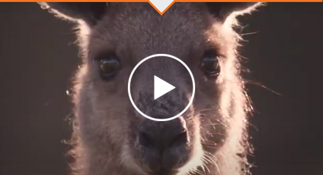 TAKE ACTION - Urge Nike to save kangaroos - kangaroos are being killed to make soccer boots.