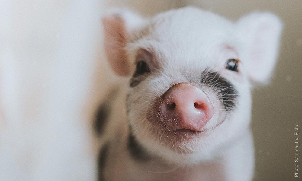 Plant-based food spares animals