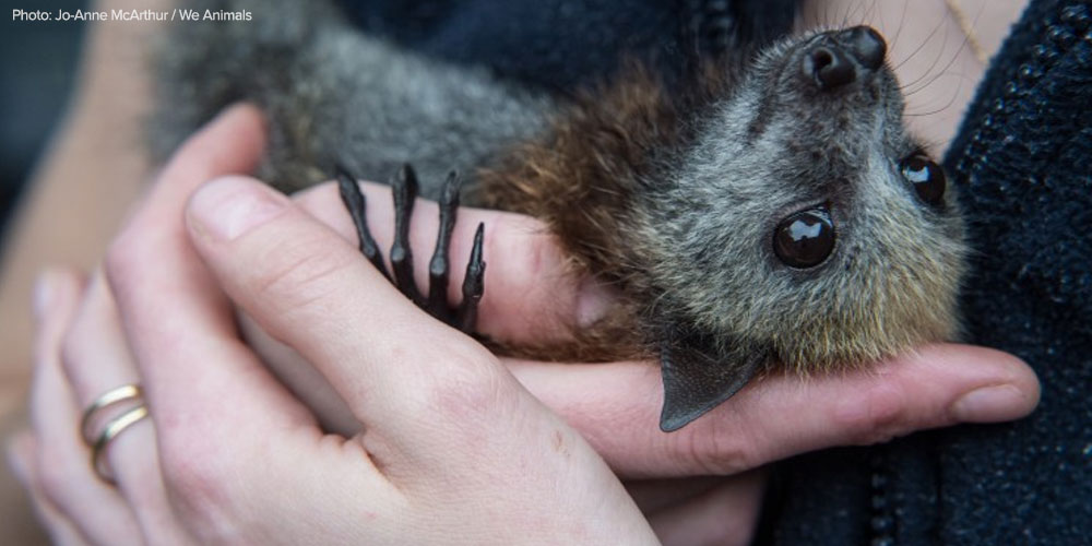 They are precious native animals who need us — and we're letting them down.