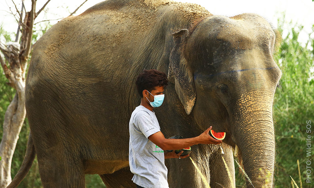 Wildlife SOS.