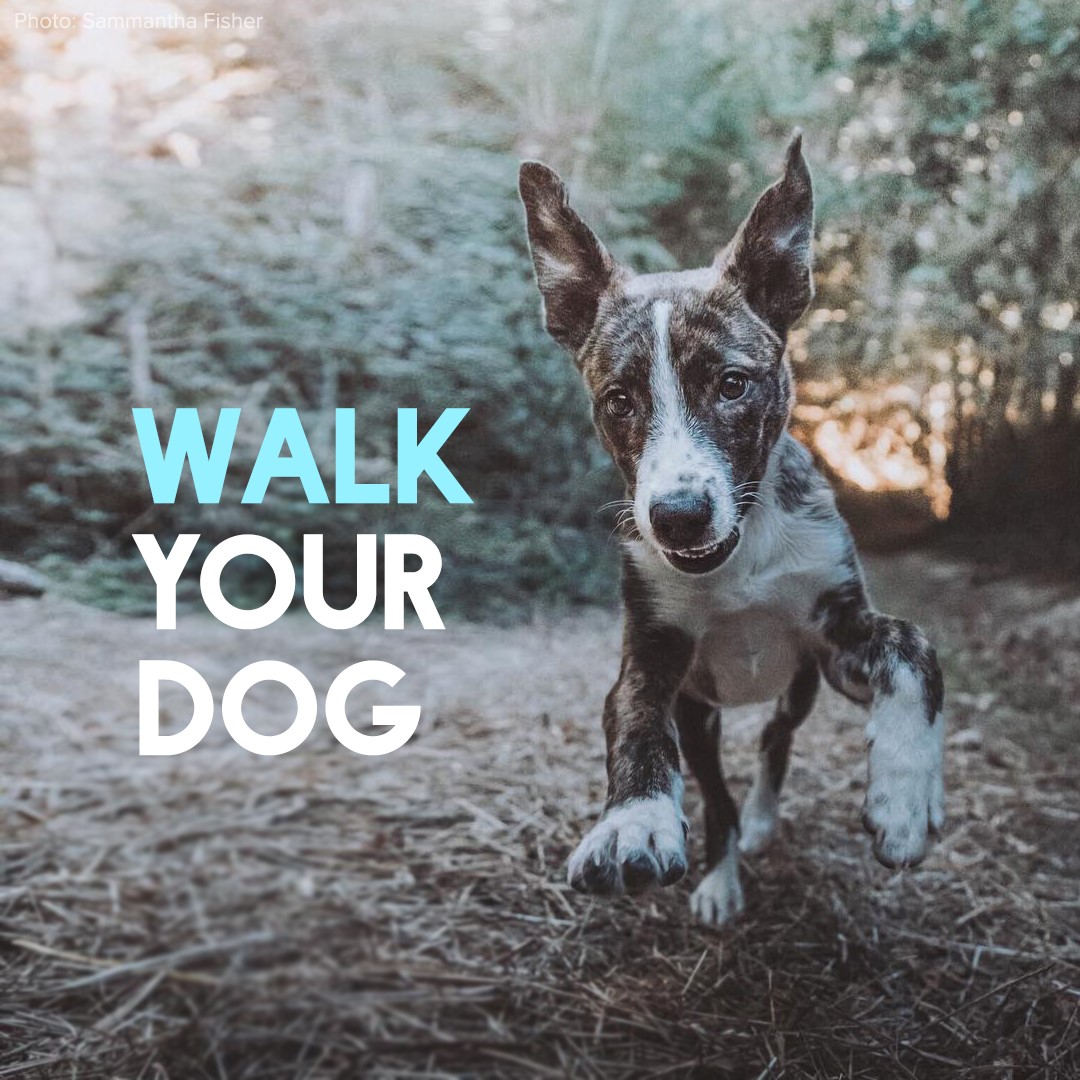 Looking after yourself and others during COVID19 Animals Australia