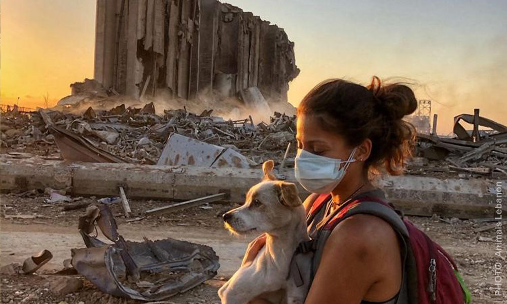Animals Lebanon - woman wearing a mask and backpack carries a small terrier dog past burned-out rubble