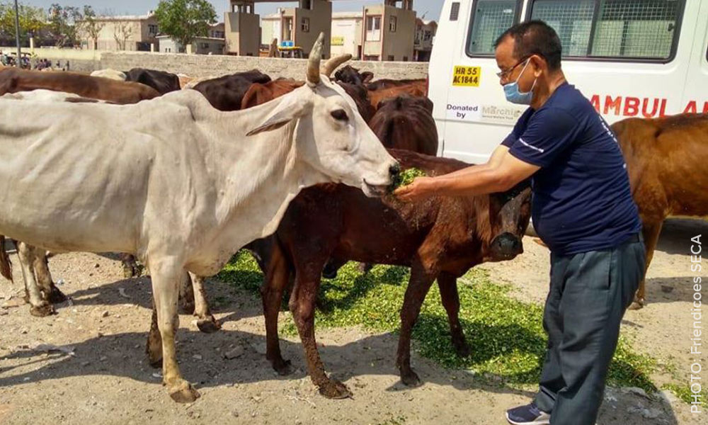 A man feeds a group of hungry cows in Delhi, India - Friendicoes SECA