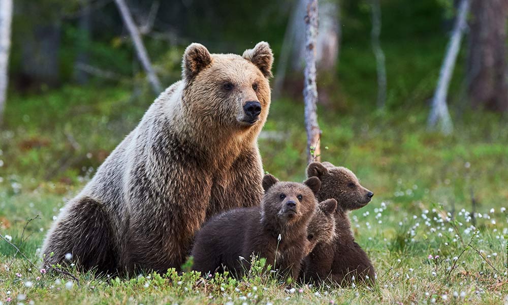 Mother bear sits in forest with three bear cubs playing around her
