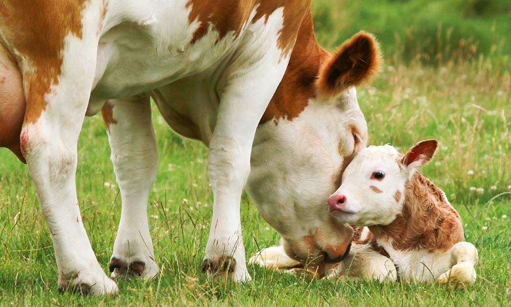 White and brown mother cow nuzzles her small calf