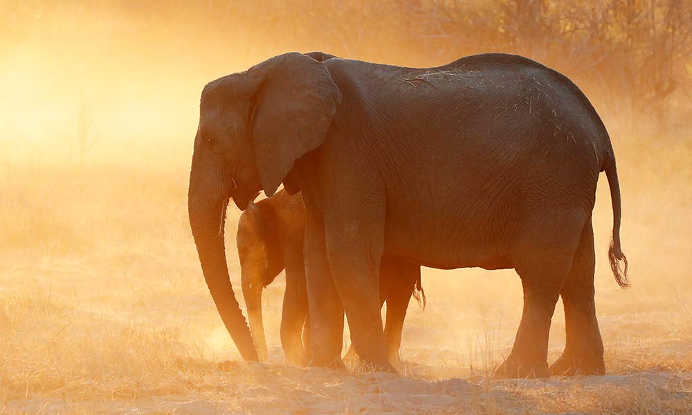 Mother elephant and baby silhouetted against sunset on dusty ground