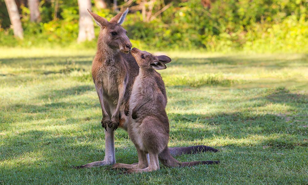 Mother and baby kangaroo touch noses