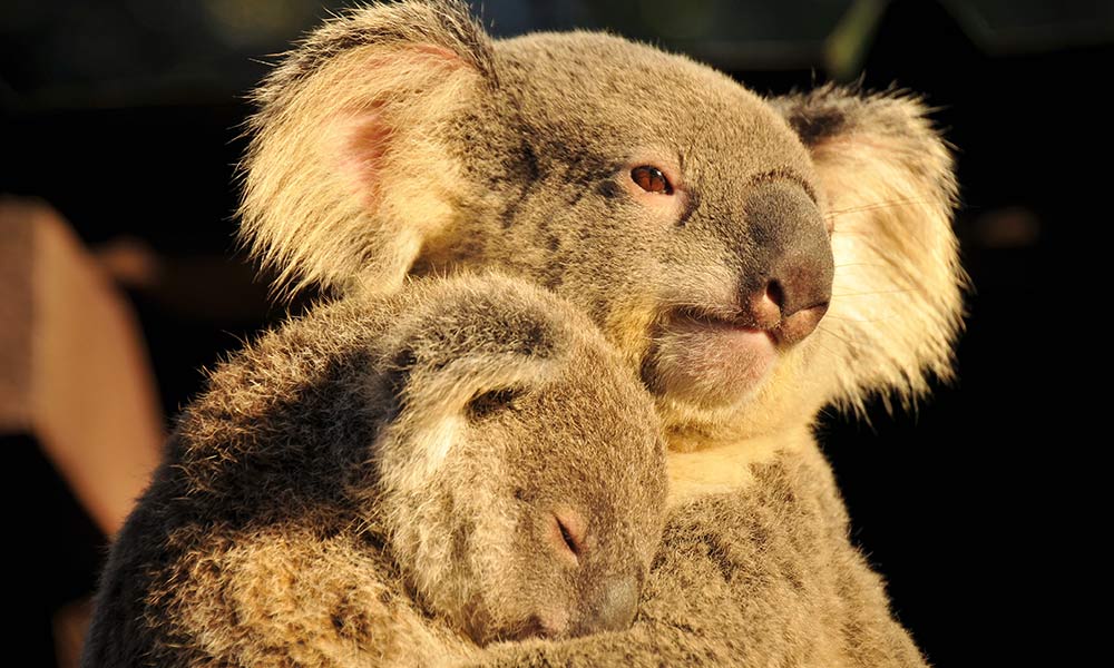 Mother koala and baby hug on tree branch