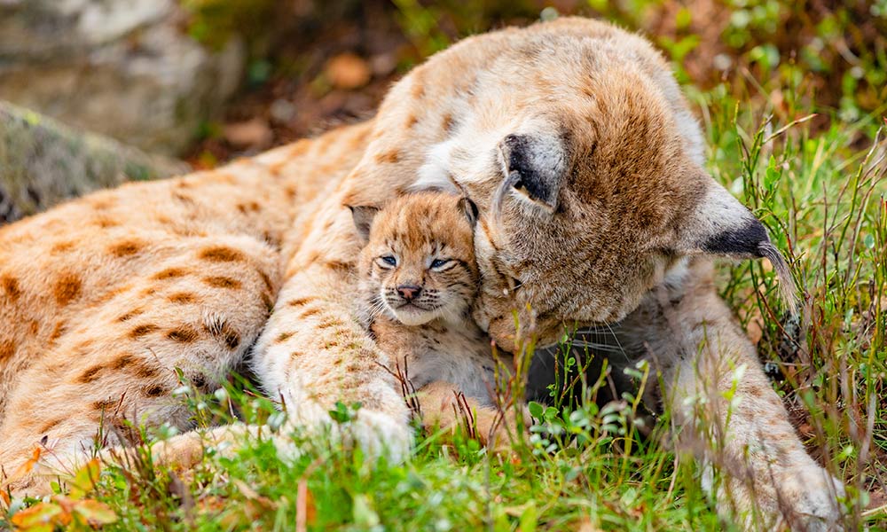 mother lynx snuggles lynk kitten against backdrop of forest