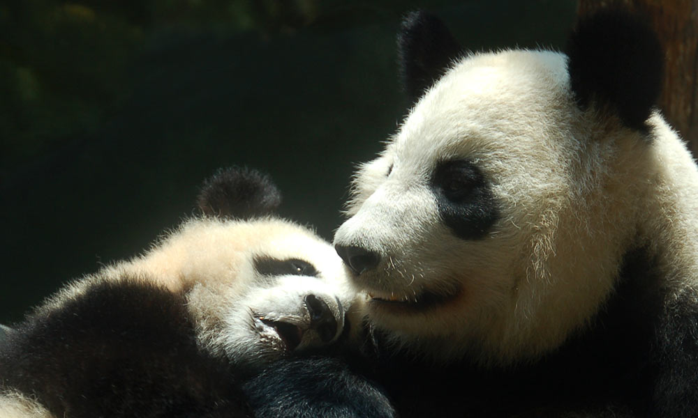 Baby panda sleeps on mother panda's chest