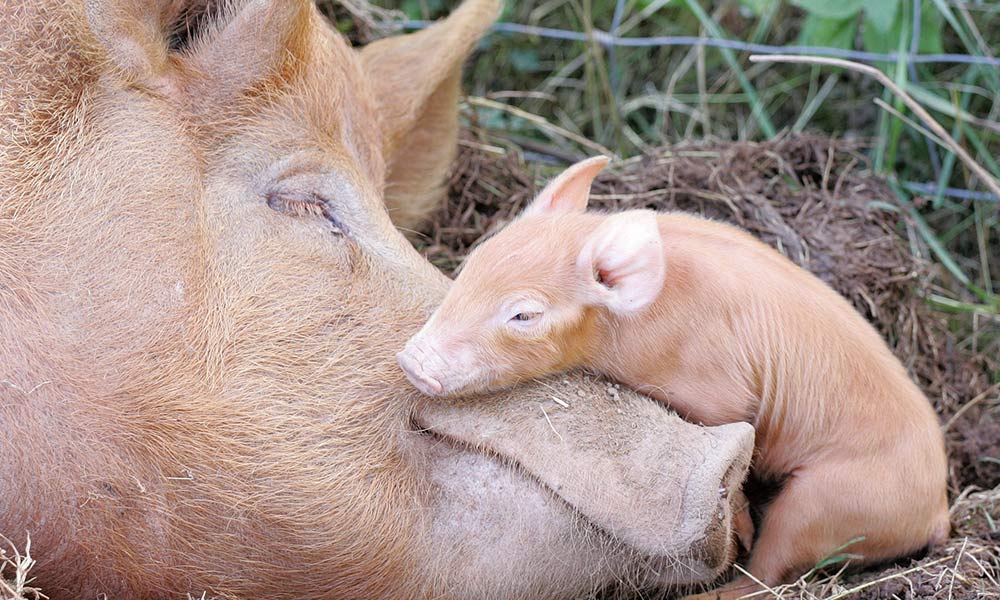 Little piglet lies sleeping over mother's snout, in grass