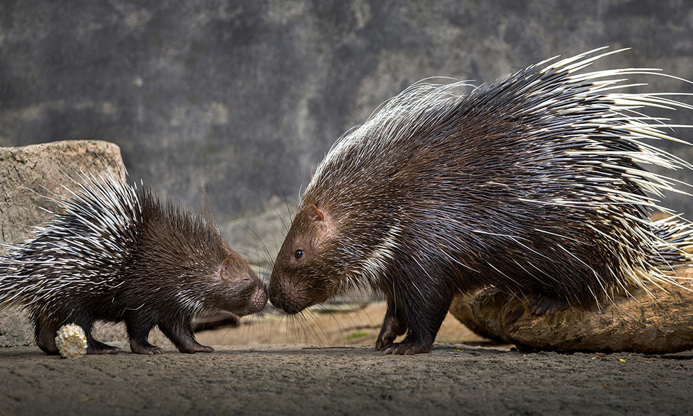Porcupine mother and baby touch noses