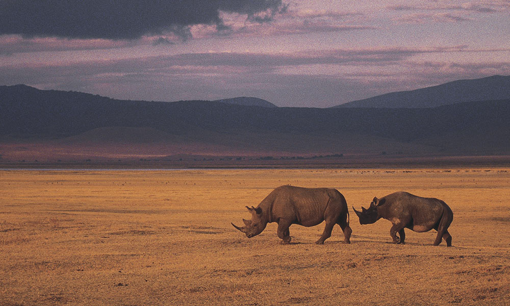Mother and baby rhino walk acros plain