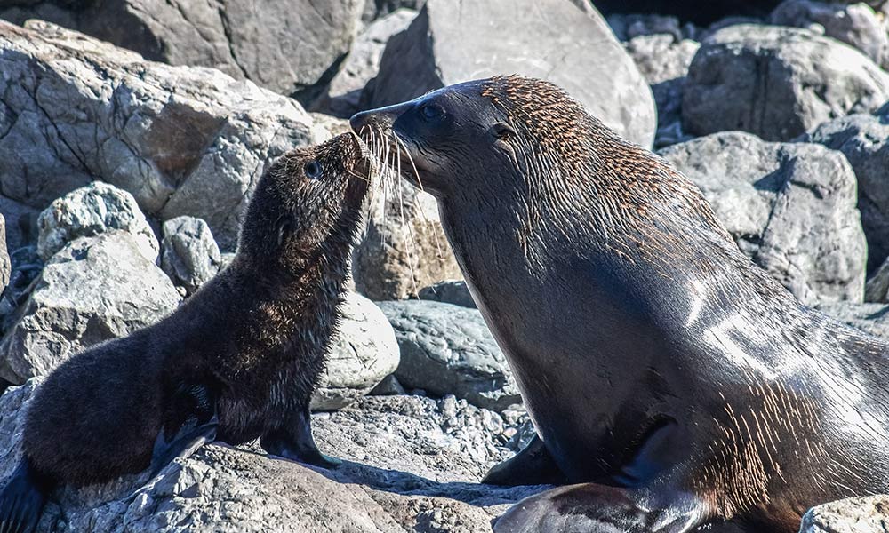Mother and baby fur seal touch noses, standing on rocks