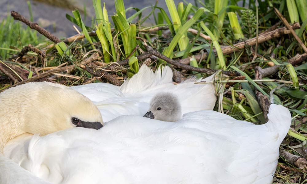 Cygnet baby swan sits on mother swan's back, curled up in her feathers