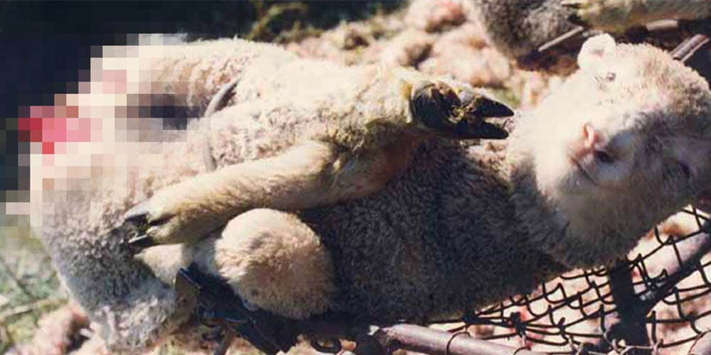 Lambs are routinely mulesed without anaesthetic or follow-up, ongoing treatment for pain relief.