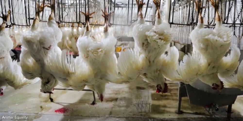 White chickens hang upside down by leg shackles in a slaughterhouse.