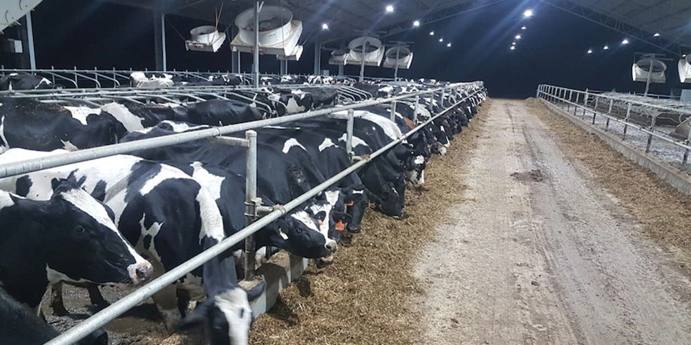 700 cows are confined in a so-called free-stall barn in Victoria (Source: ABC Rural)