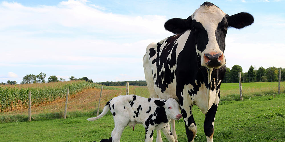 Dairy is milk from a mother, made for her calf.