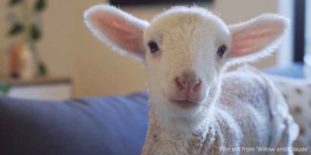 Once of Emmas rescued lambs looking at the camera, warm and cosy
