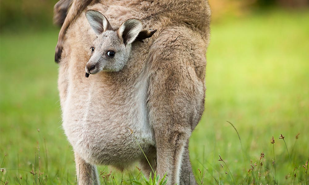 Current laws allow for shocking cruelty – such as the bludgeoning of joeys when their mothers are shot – and Animals Australia supporters are calling on politicians to take action to properly protect them.