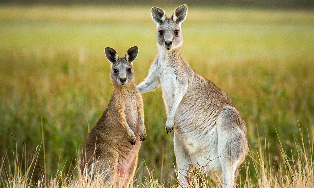 People across the globe are shocked to learn that the kangaroo is both a treasured Australian icon, and the victim of one of the largest wildlife slaughters in the world.