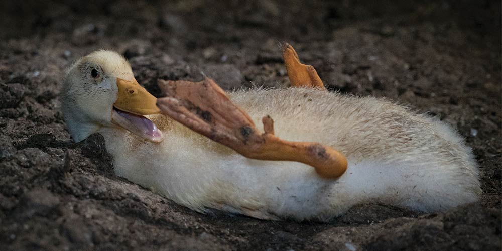 A duck in an Australian duck farm, 2018. Image: Animal Liberation NSW