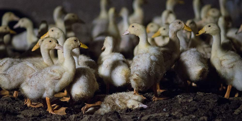 Duck farming: 9 ways duck farms are failing animals | Animals Australia