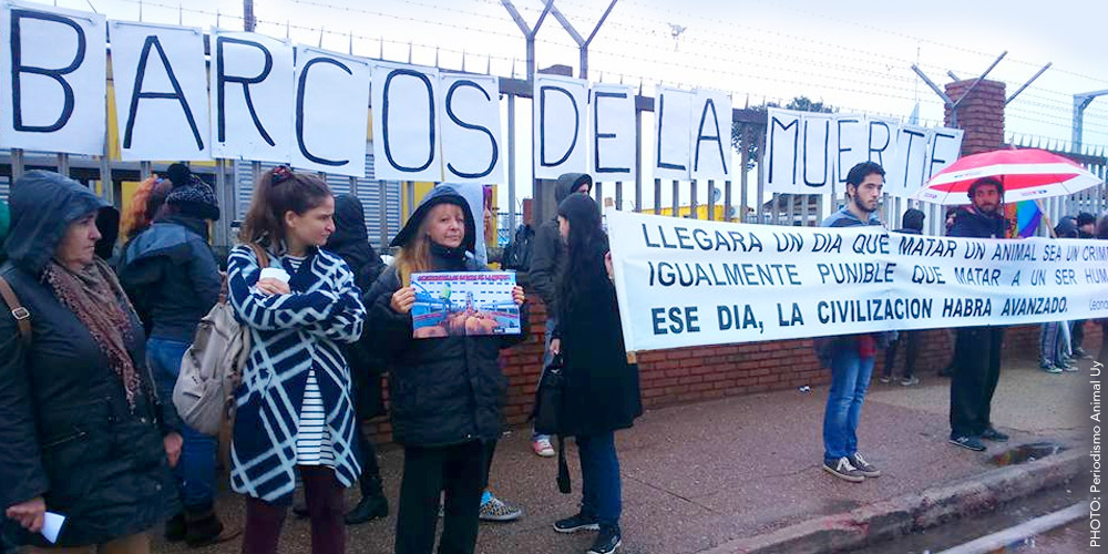 An End Live Export rally in Montevideo called on politicians to 'Detengamos los barcos de la muerte!' [Stop the boats of death!] While social media posts after the event proudly proclaimed 'La lluvia no nos detiene!' [The rain did not stop us!]