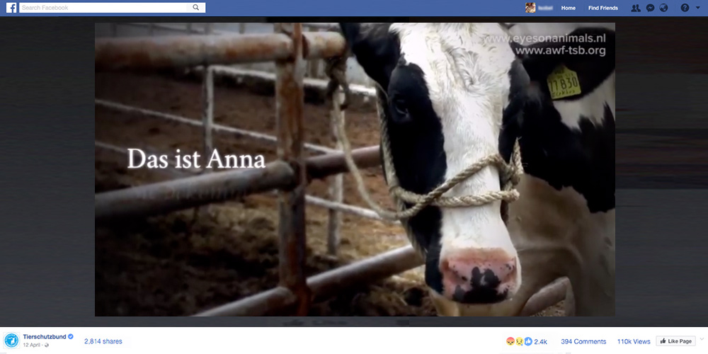 The tragic story of dairy cow, 'Anna', who gave birth then was killed during live export, has been viewed hundreds of thousands of times around the world.