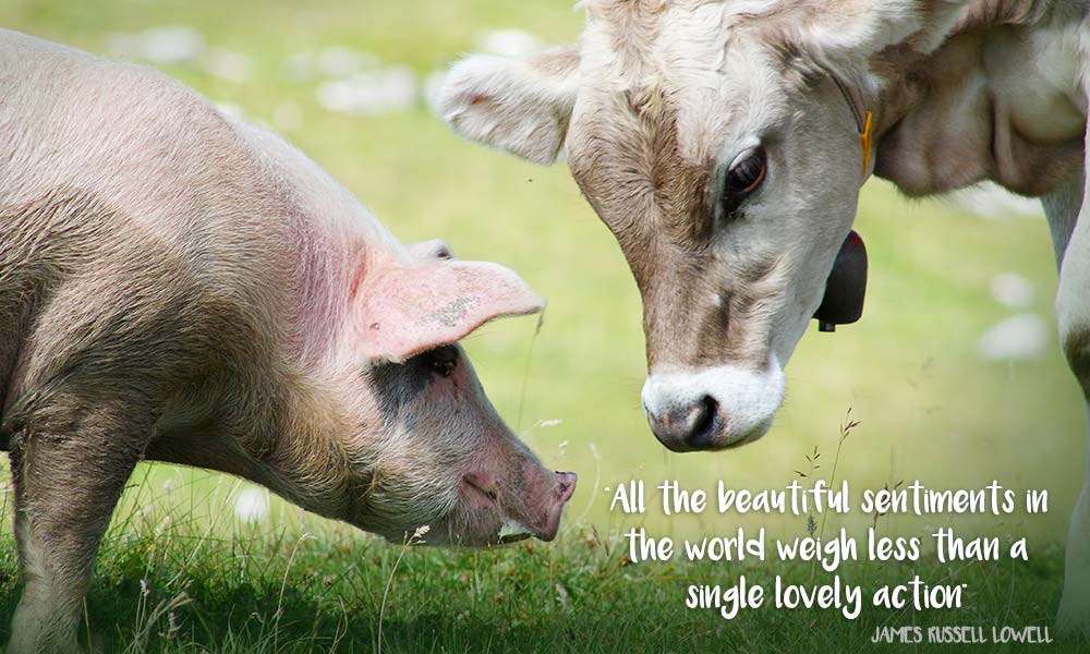 Pig and cow