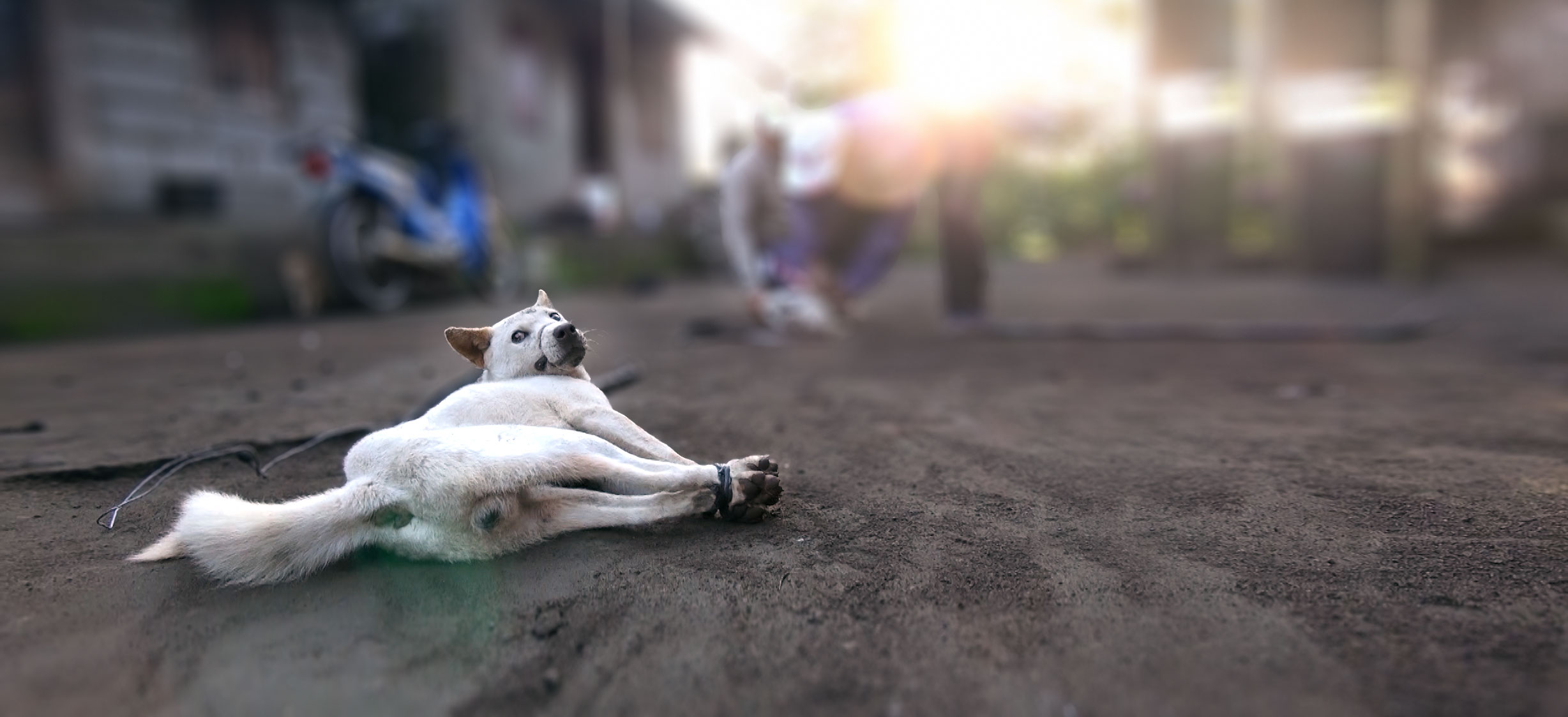 Bali dog meat investigation | Animals Australia: TAKE ACTION