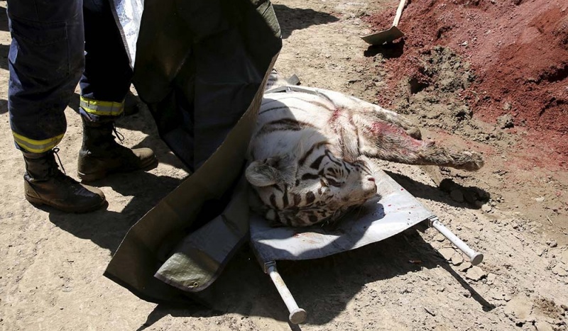A white tiger was shot and killed. 