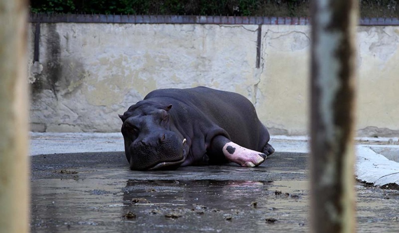 Sixteen year old Begi sleeps off his tranquiliser-induced slumber. He will awake to find himself in a concrete pen. 