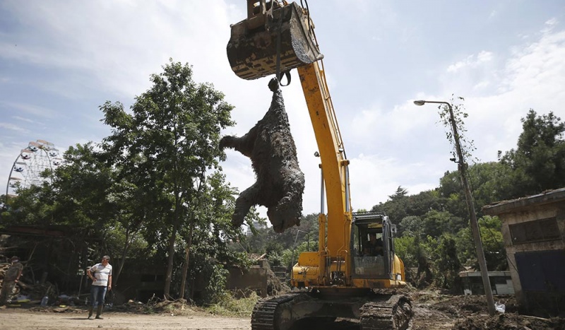 Lions, tigers, bears, wolves and penguins were among the dead, either from drowning or being shot by police. 