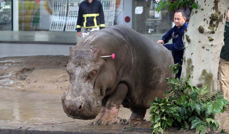 Begi the hippo had been wallowing in the mud and munching leaves from low hanging branches. 