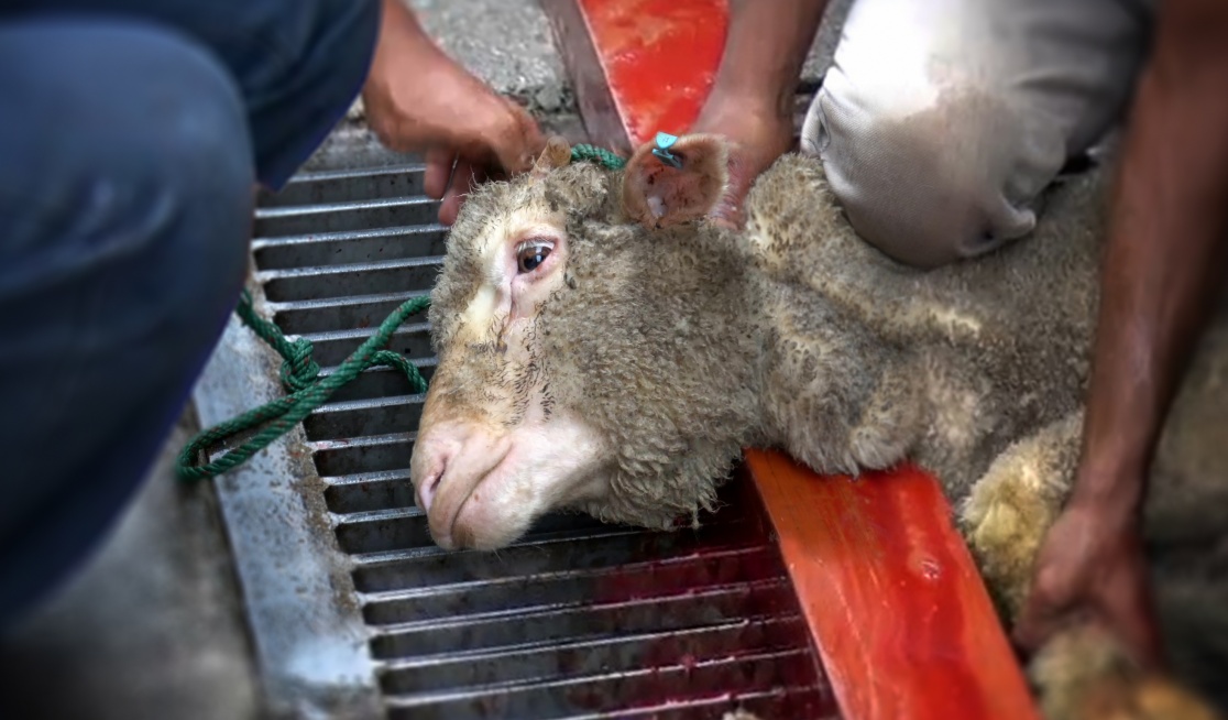 Stop the illegal torture of exported animals