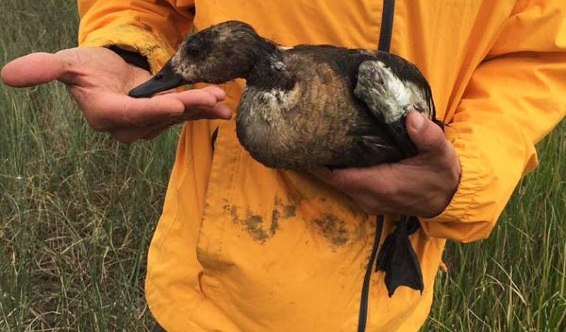 This young mountain duck was wounded and left for dead in the mud.
