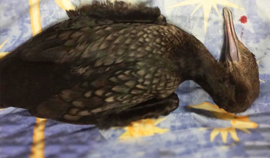 Cormorants are a protected species, and it is illegal to shoot them. Nevertheless, they are counted among the victims each year.