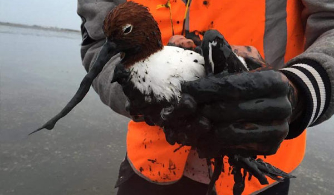 Red-Necked Avocets are a protected species — but this bird was found riddled with shutgun pellets.