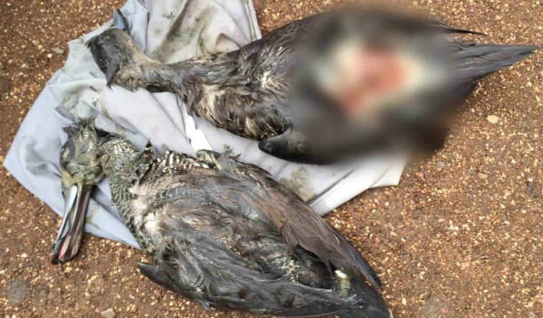 These ducks were torn apart by shotgun pellets, then left by shooters to rot on the wetlands.