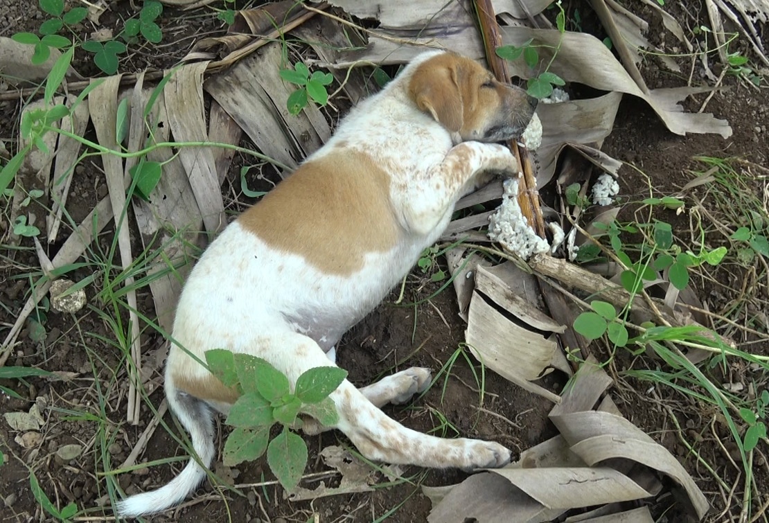 Poisoning is another method of slaughter in Bali. Dogs  suffer excruciating, slow deaths. ‘Poisoned meat’ is then sold for human consumption.