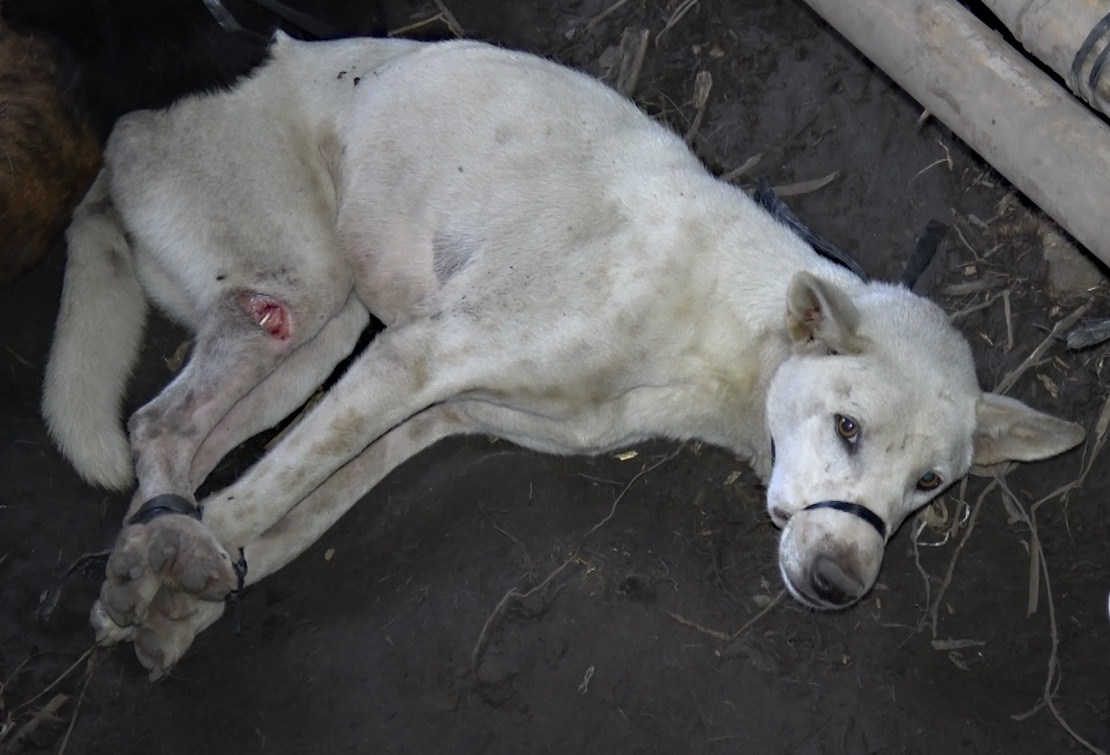 Dogs are often left bound and unable to access food or water for days on end while awaiting slaughter.